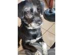 Adopt Leo a Black - with White Terrier (Unknown Type, Small) / Mixed dog in