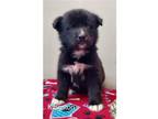 Adopt Turtleneck 3 Kingston a Black Australian Shepherd / Mixed dog in