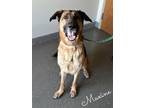 Adopt Maxine a Black German Shepherd Dog / Mixed dog in Valparaiso