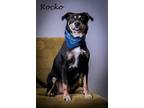 Adopt Rocko a Black - with Tan, Yellow or Fawn American Pit Bull Terrier / Mixed
