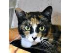 Adopt Catyko a White Domestic Shorthair / Domestic Shorthair / Mixed cat in