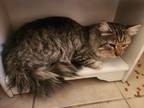 Adopt Gorgeous George a Gray, Blue or Silver Tabby Domestic Mediumhair / Mixed