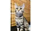 Adopt Jasmin a Brown Tabby Abyssinian (short coat) cat in Smithers