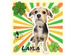 Adopt Layla a Brown/Chocolate Border Terrier / Terrier (Unknown Type