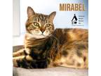 Adopt Mirabel a Gray or Blue Domestic Shorthair / Mixed Breed (Medium) / Mixed