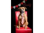 Adopt Buddy a Brown/Chocolate - with Tan Boxer / American Pit Bull Terrier /