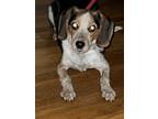 Adopt Gunner a Tricolor (Tan/Brown & Black & White) Beagle / Mixed dog in Mt.