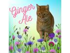 Adopt Ginger Ale a Orange or Red Domestic Shorthair (short coat) cat in Phila