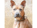 Adopt Eomuk a Merle American Staffordshire Terrier / Mixed Breed (Medium) /