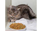 Adopt Orpheus a Gray or Blue Domestic Longhair / Domestic Shorthair / Mixed cat