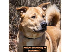 Adopt Buster a Tan/Yellow/Fawn Akita / Mixed dog in Stroudsburg, PA (40978876)
