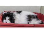 Adopt Fluffy a White Domestic Longhair / Domestic Shorthair / Mixed cat in