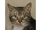 Adopt Jack a Brown Tabby Domestic Shorthair (short coat) cat in Victor