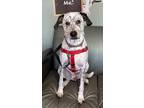 Adopt Oscar a White - with Black Mixed Breed (Medium) / Mixed dog in South Park