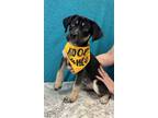 Adopt Scout a Black - with Tan, Yellow or Fawn Beagle / Labrador Retriever /