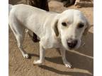 Adopt Paloma a White - with Tan, Yellow or Fawn Labrador Retriever / Sloughi /