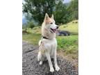 Adopt Everett a Red/Golden/Orange/Chestnut Siberian Husky dog in Kelowna