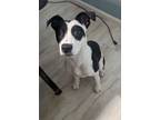 Adopt Piper a White - with Black Labrador Retriever / Mutt / Mixed dog in