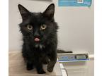 Adopt Dustea a All Black Domestic Shorthair / Domestic Shorthair / Mixed cat in