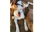 Adopt Marnie Waller a White Pit Bull Terrier dog in Portland, OR (40575412)