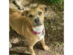 Adopt Junebug Waller a Tan/Yellow/Fawn - with Black Pit Bull Terrier dog in