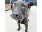 Adopt Natasha a Mixed Breed (Medium) / Mixed dog in Rancho Santa Fe