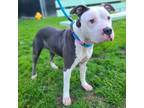 Adopt Sherbert a Gray/Silver/Salt & Pepper - with White American Staffordshire