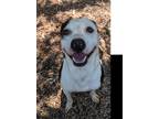 Adopt Deacon a Tricolor (Tan/Brown & Black & White) Pit Bull Terrier / Labrador