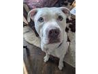 Adopt Valentino a White American Pit Bull Terrier / Mixed dog in Norman