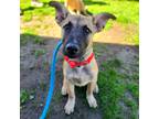 Adopt Rex a Tan/Yellow/Fawn - with Black German Shepherd Dog / Mixed dog in