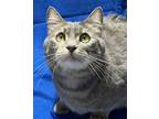 Adopt Cookie/Mama a Calico or Dilute Calico American Shorthair (short coat) cat