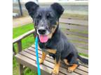 Adopt Yvette a Black - with Tan, Yellow or Fawn German Shepherd Dog / Mixed dog