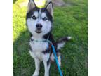 Adopt Mint Julep a White - with Black Siberian Husky / Mixed dog in Costa Mesa