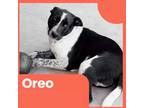 Adopt Oreo a Black - with White Border Collie / Australian Shepherd / Mixed dog
