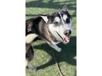 Adopt Chief a Siberian Husky / Mixed dog in Tulare, CA (40929921)