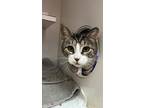 Adopt Working Cat Zada a Gray or Blue Domestic Shorthair / Domestic Shorthair /