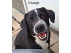 Adopt Triumph a Black - with White Labrador Retriever / Shepherd (Unknown Type)