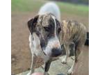 Adopt Grady a Brindle - with White Labradoodle / Mountain Cur / Mixed dog in