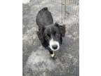 Adopt Reason a Black - with White Australian Shepherd / Mixed dog in West Falls