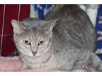 Adopt Gracie a Calico or Dilute Calico Domestic Shorthair (short coat) cat in