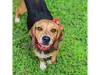 Adopt Leo a Black Beagle / Mixed dog in Waco, TX (39593512)