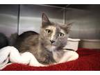 Adopt Buttons a Calico or Dilute Calico Domestic Shorthair (short coat) cat in