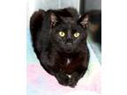 Adopt Edward a All Black Domestic Shorthair (short coat) cat in House Springs