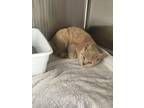 Adopt Elvis a Tan or Fawn Domestic Shorthair / Domestic Shorthair / Mixed cat in
