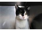 Adopt Alphonse a Black & White or Tuxedo Domestic Shorthair (short coat) cat in