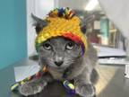 Adopt Ash a Domestic Shorthair / Mixed (short coat) cat in Fort Walton Beach