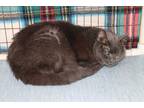 Adopt Shasha a Gray or Blue Domestic Shorthair (short coat) cat in House