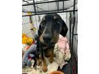 Adopt Fredrick a Black Hound (Unknown Type) / Mixed Breed (Medium) / Mixed