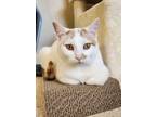 Adopt Amarillo a White Domestic Shorthair / Mixed cat in Newport, KY (39853208)