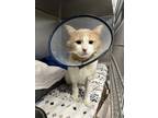 Adopt Norman a Orange or Red Domestic Shorthair / Mixed Breed (Medium) / Mixed